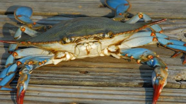 Kepiting Biru di Delta Po Kepiting Biru di Delta Po