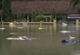 Banjir dan Longsor Terjang Banyumas, 3 SD Terdampak