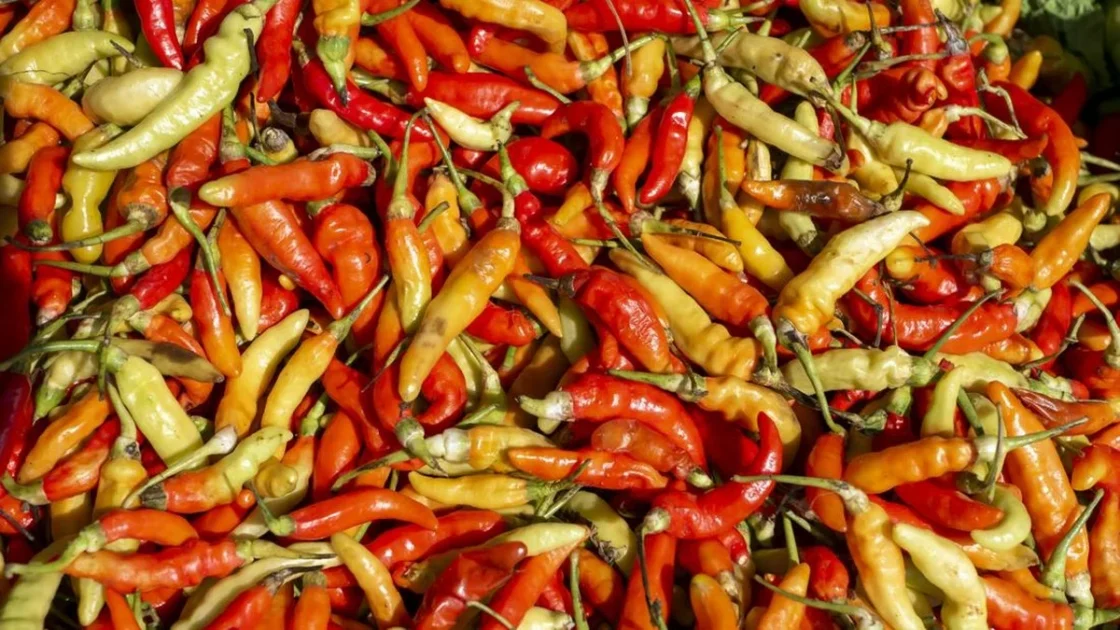 Petani Ungkap Penyebab Harga Cabai Masih Mahal di Pasar