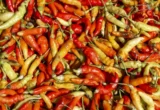 Petani Ungkap Penyebab Harga Cabai Masih Mahal di Pasar