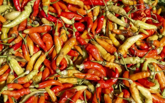 Petani Ungkap Penyebab Harga Cabai Masih Mahal di Pasar