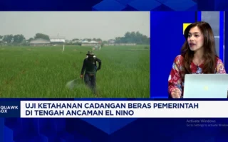 Stok Beras Pemerintah Tembus 4,8 Juta Ton, Petani Sejahtera?