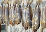 Proses Bikin Ikan Asin Alami Tanpa Bahan Kimia Berbahaya