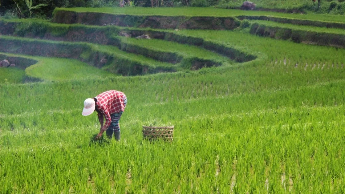 Langkah Pemerintah Genjot Kesejahteraan Petani Lewat Pupuk