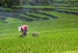 Langkah Pemerintah Genjot Kesejahteraan Petani Lewat Pupuk