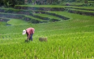 Langkah Pemerintah Genjot Kesejahteraan Petani Lewat Pupuk