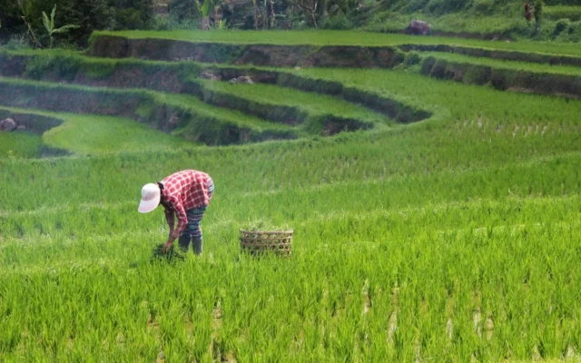 Langkah Pemerintah Genjot Kesejahteraan Petani Lewat Pupuk