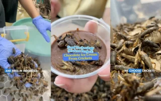 Mahasiswi Jakarta Bikin Es Krim Jangkrik hingga Brownies Keluak