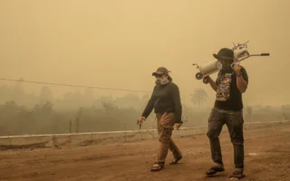 Kabut Asap Karhutla Ancam Serangga Penopang Sawit