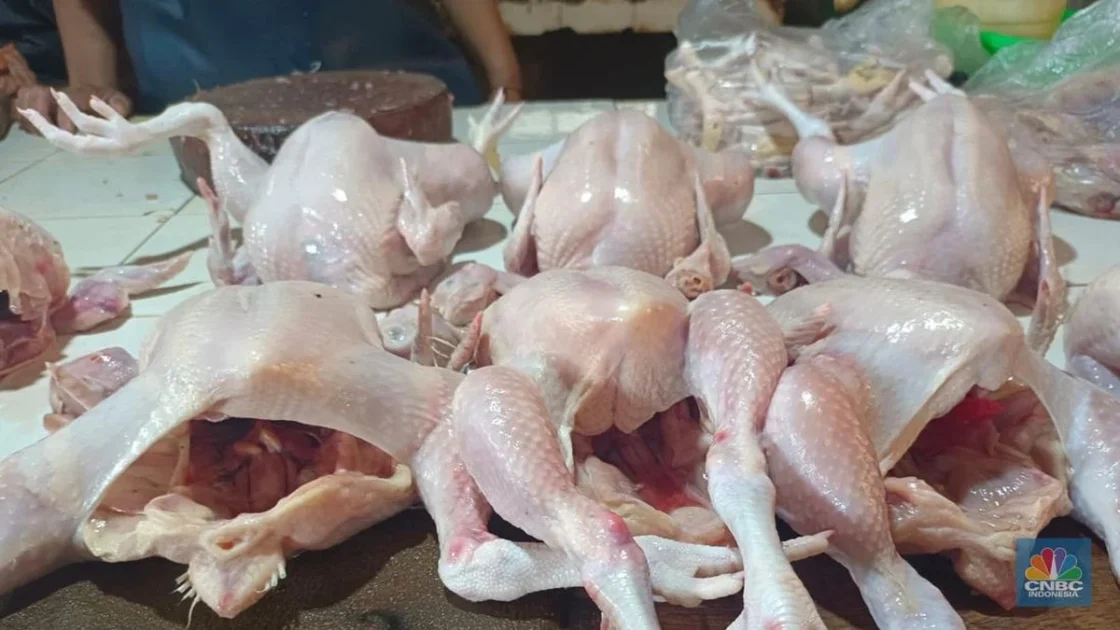 Bolehkah Makan Ampela Ayam Setiap Hari? Ini Kata Ahli