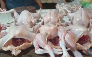 Bolehkah Makan Ampela Ayam Setiap Hari? Ini Kata Ahli