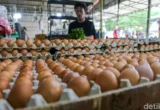Mentan Ungkap Anomali Harga Telur: Stok Melimpah Harga Naik