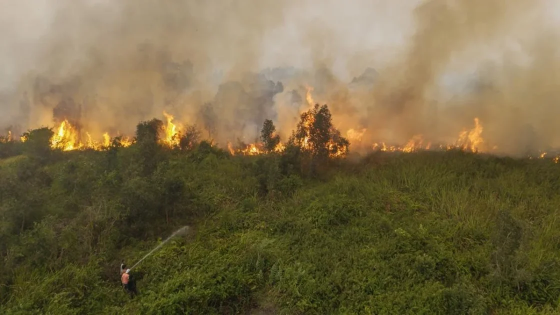 Kemenhut Bekukan Izin 6 Perusahaan Penyebab Karhutla