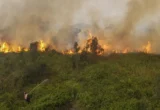 Kemenhut Bekukan Izin 6 Perusahaan Penyebab Karhutla