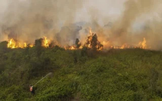 Kemenhut Bekukan Izin 6 Perusahaan Penyebab Karhutla