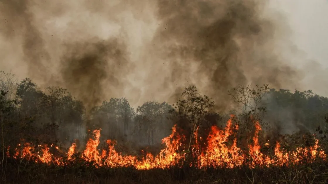 Ahli: Kebakaran Hutan Ancam Target Iklim dan Kesehatan