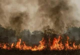 Ahli: Kebakaran Hutan Ancam Target Iklim dan Kesehatan