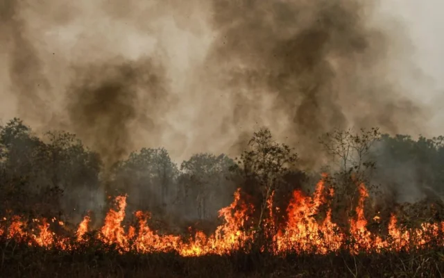 Ahli: Kebakaran Hutan Ancam Target Iklim dan Kesehatan