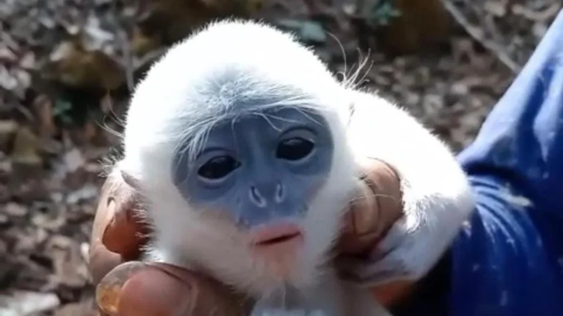 Petani Penyelamat Bayi Surili di Karhutla Gunung Ciremai