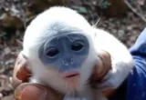 Petani Penyelamat Bayi Surili di Karhutla Gunung Ciremai