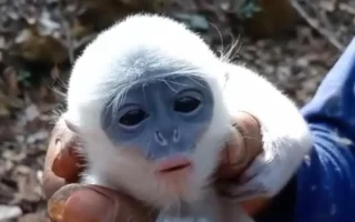 Petani Penyelamat Bayi Surili di Karhutla Gunung Ciremai