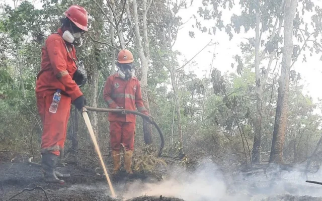 7 Provinsi Terdampak Karhutla Dapat Bantuan, Total Rp 1,23 Triliun