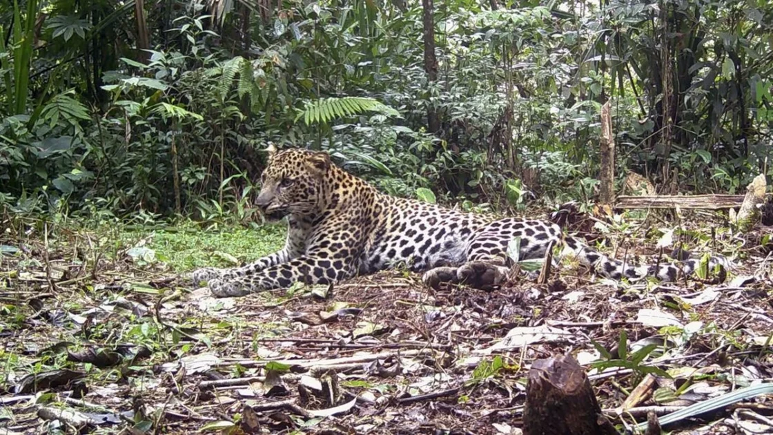 Staf Kebun Binatang Tewas Diserang Macan Tutul