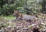 Staf Kebun Binatang Tewas Diserang Macan Tutul