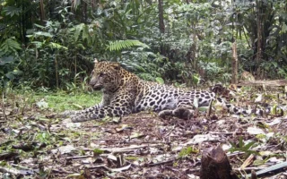 Staf Kebun Binatang Tewas Diserang Macan Tutul
