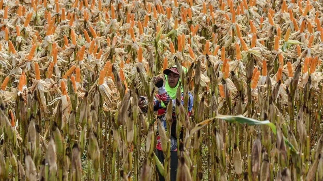 BULOG Perkuat Kemitraan Petani-Peternak untuk Penyangga Jagung