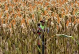 BULOG Perkuat Kemitraan Petani-Peternak untuk Penyangga Jagung