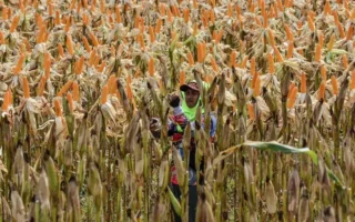 BULOG Perkuat Kemitraan Petani-Peternak untuk Penyangga Jagung