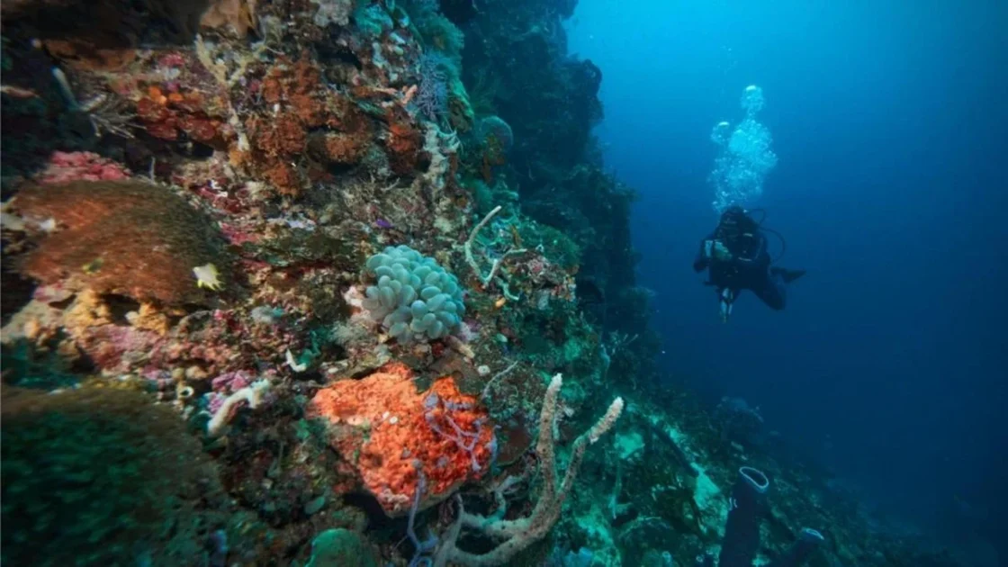 Menjaga Ekosistem Laut dan Pesisir di Pulau Obi