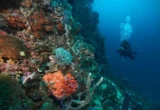 Menjaga Ekosistem Laut dan Pesisir di Pulau Obi