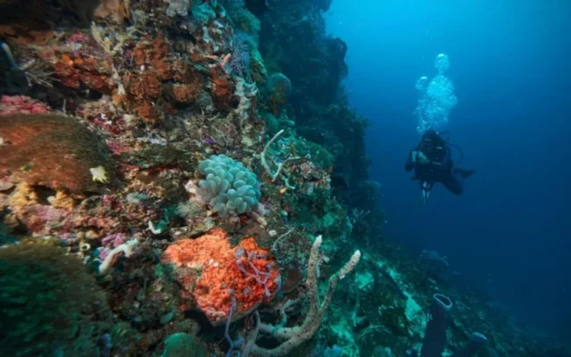 Menjaga Ekosistem Laut dan Pesisir di Pulau Obi