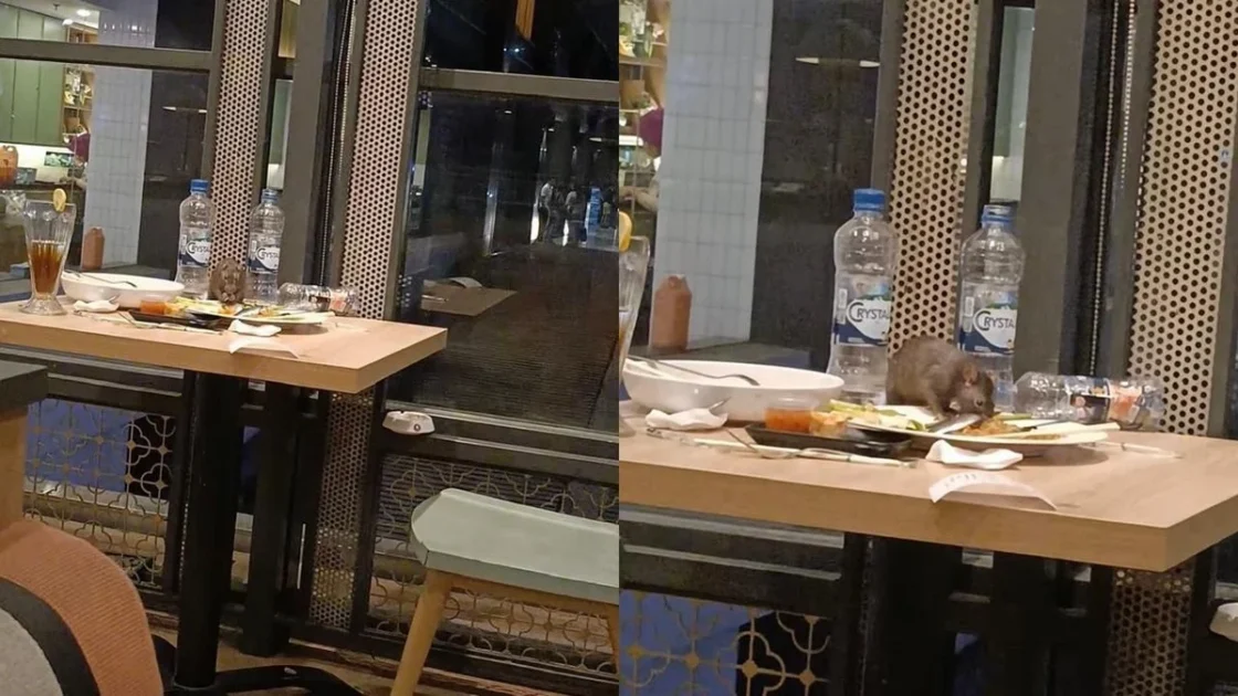 Viral! Tikus Kepergok Makan Sisa Makanan di Restoran