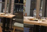 Viral! Tikus Kepergok Makan Sisa Makanan di Restoran
