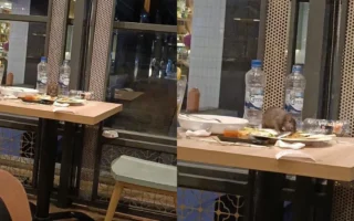 Viral! Tikus Kepergok Makan Sisa Makanan di Restoran