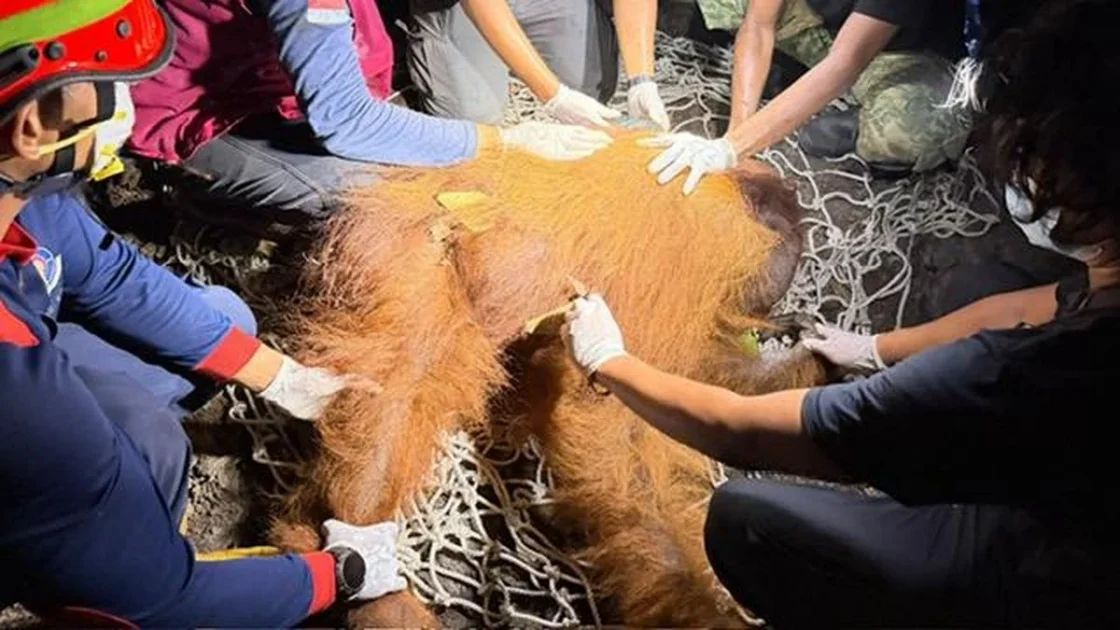 Orang Utan Ditemukan di Kobar Kalteng, Alami Hernia Perut