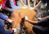 Orang Utan Ditemukan di Kobar Kalteng, Alami Hernia Perut