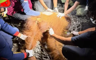 Orang Utan Ditemukan di Kobar Kalteng, Alami Hernia Perut