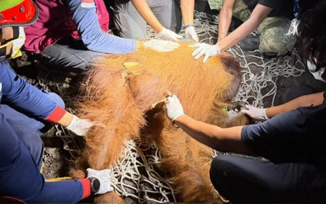 Orang Utan Ditemukan di Kobar Kalteng, Alami Hernia Perut